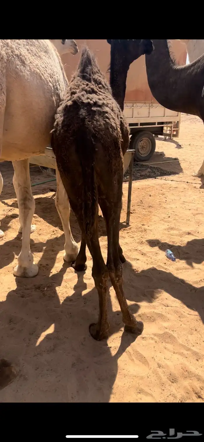 للبيع بكره مجهم طيبه 0