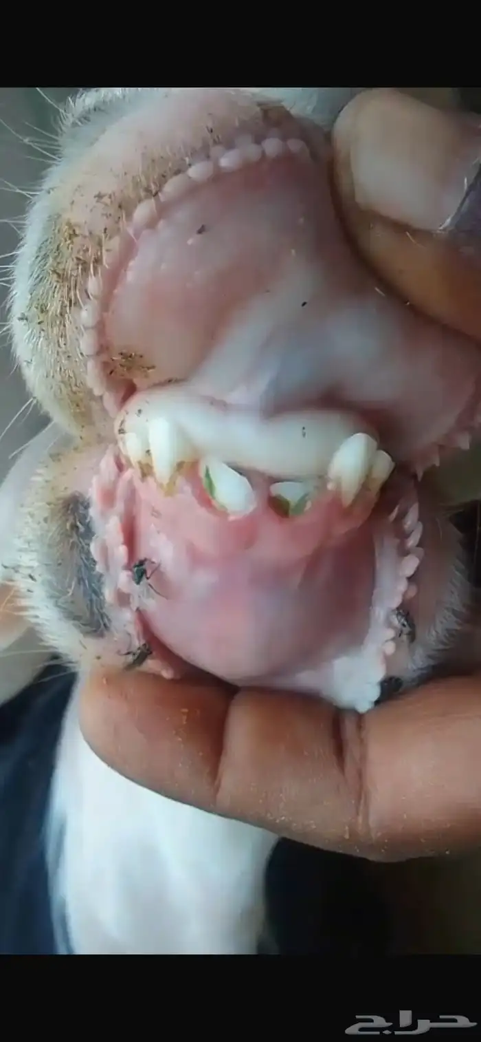 نجدية ثنيه صنف معرفة ( تم البيع ) 1