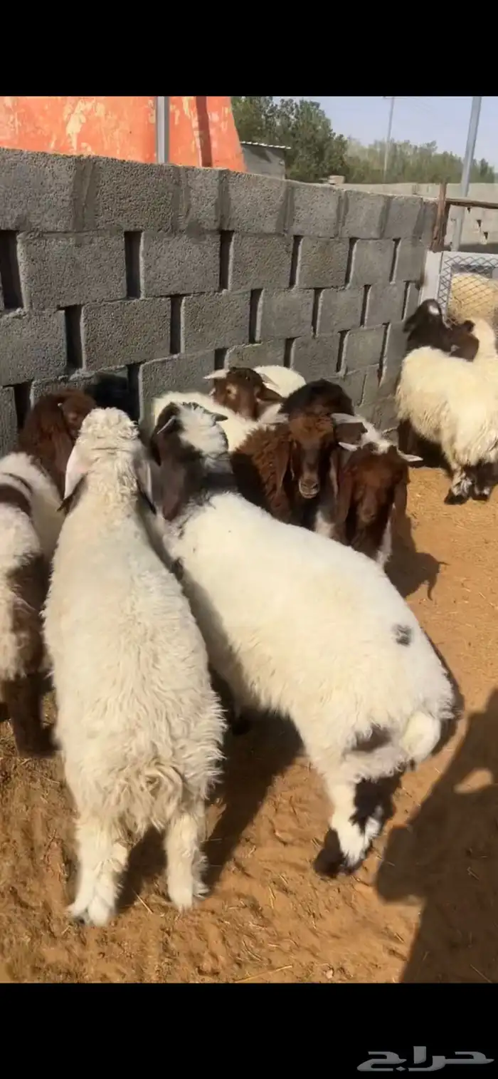 ذبايح 11