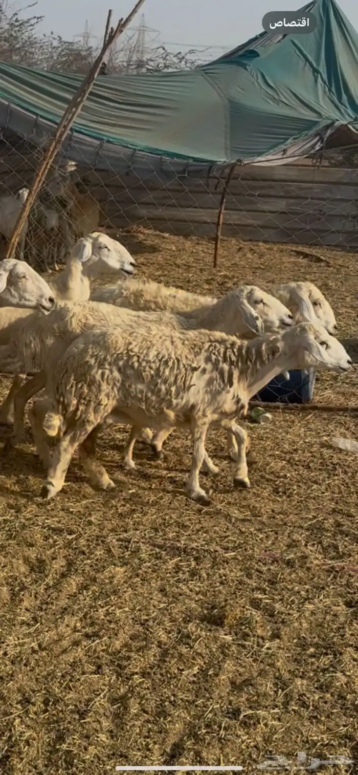 تم البيع 1