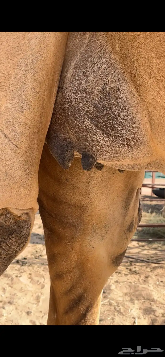 هجن 0