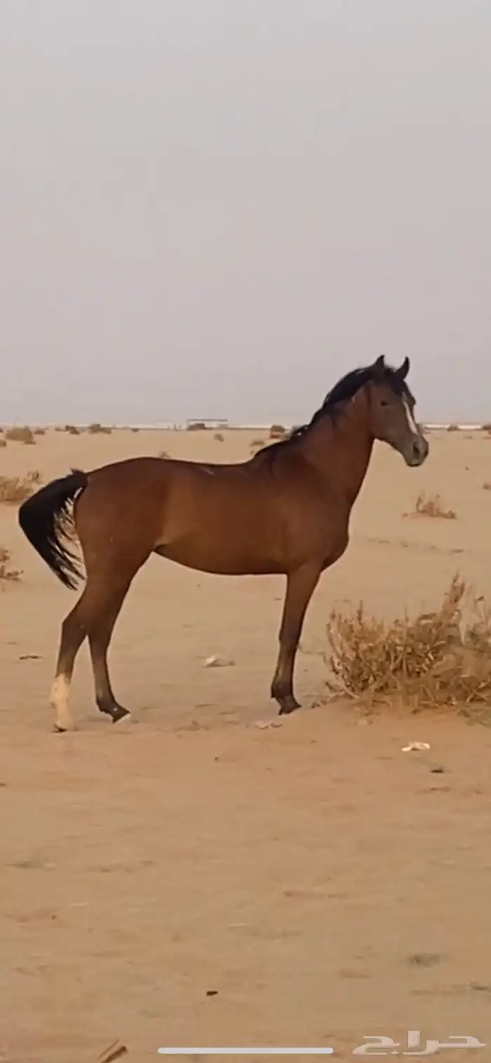 فرس شعبيه 2