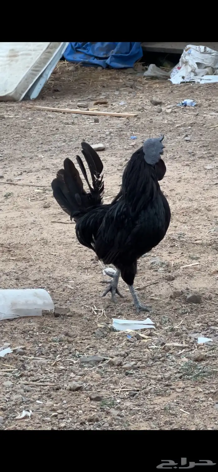 دجاج اسود صك اندنوسي للبيع 2