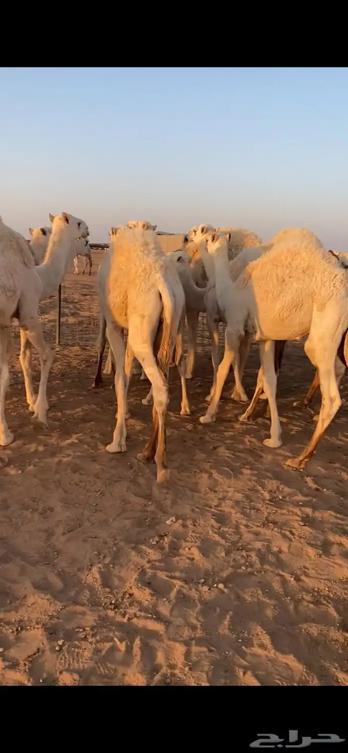 قعدان للبيع 1