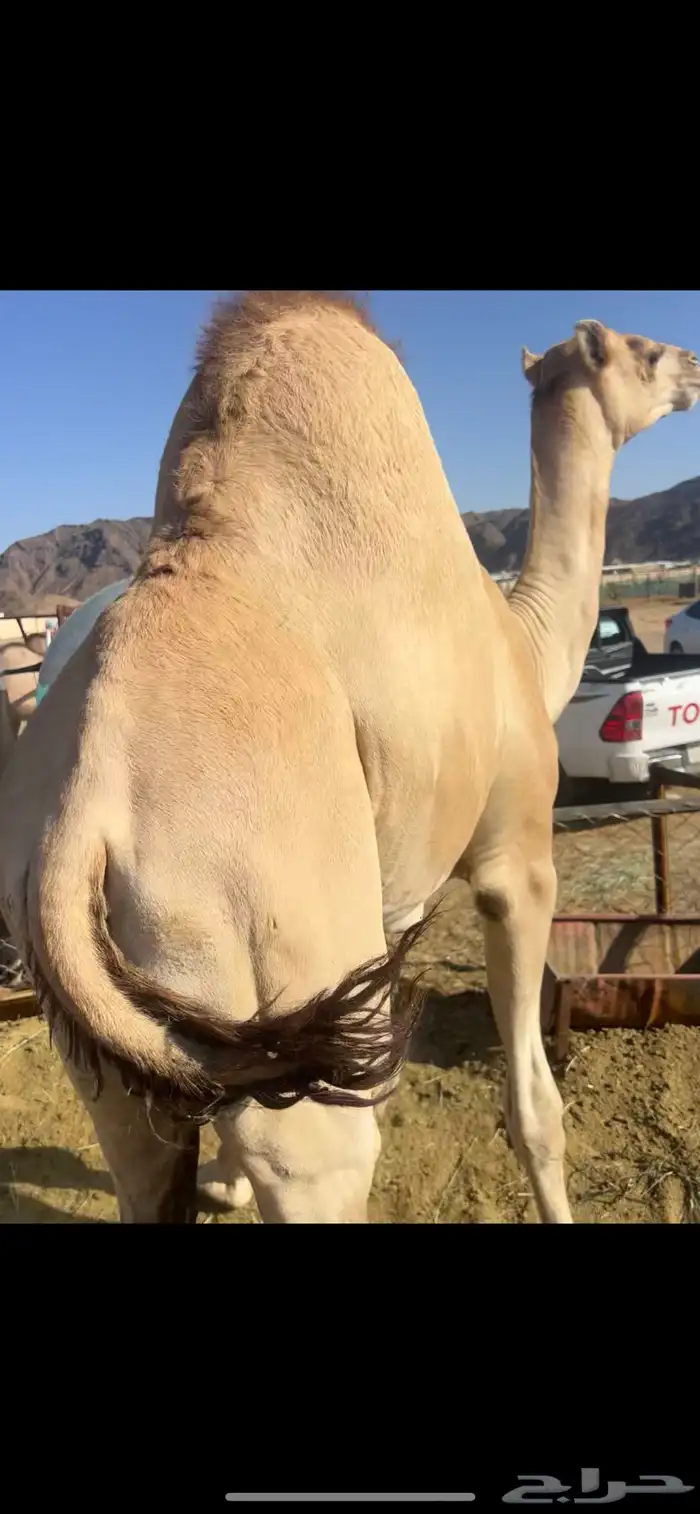 قعود قعدان للبيع 0