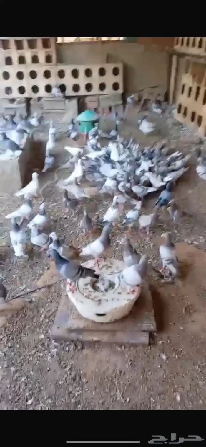 للبيع 90جوزحمام القصيم بريده 0