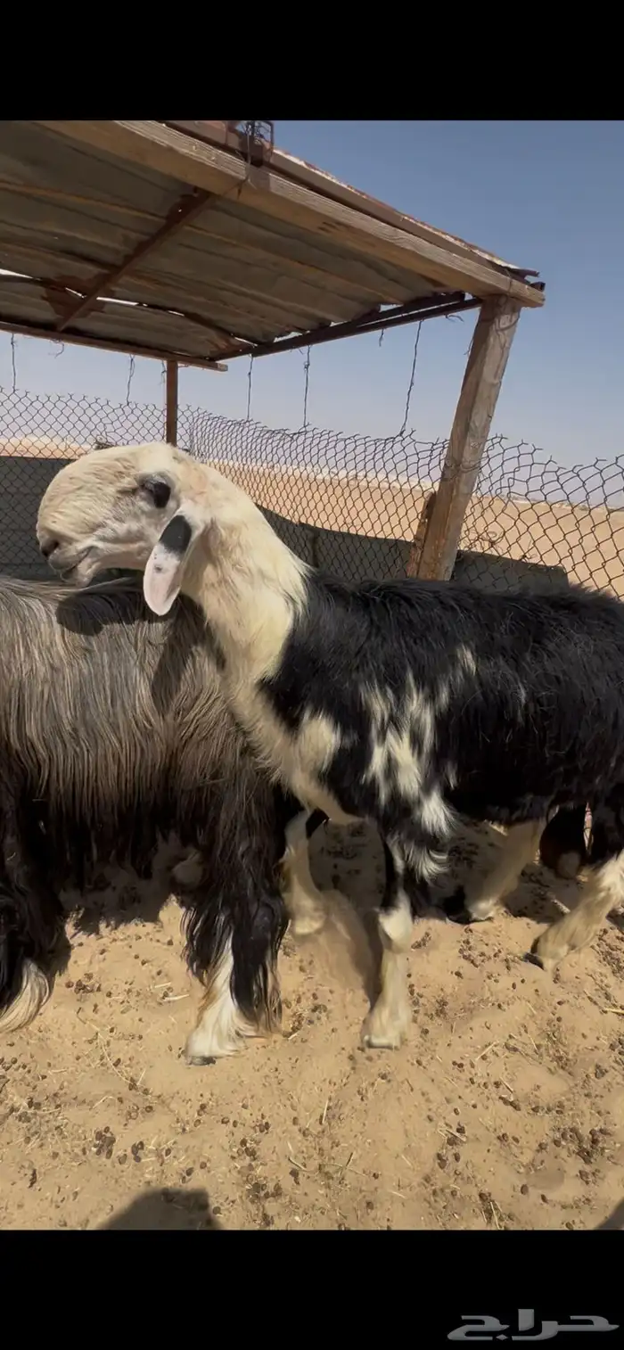 فحل صنف منتج نوادر 1