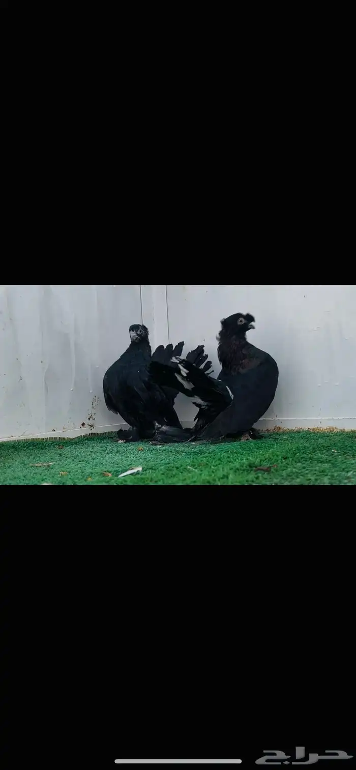 زوج الفحل الاسكا والنثيه كرنقو 1