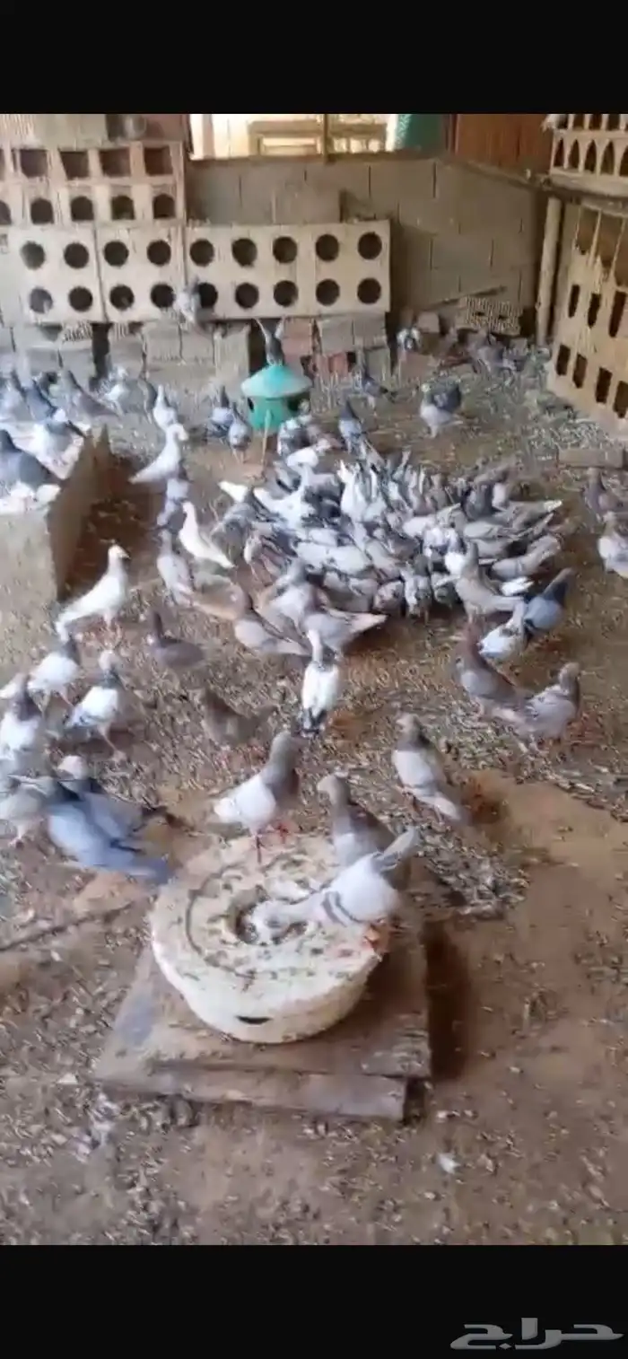 للبيع 90جوزحمام القصيم بريده 4