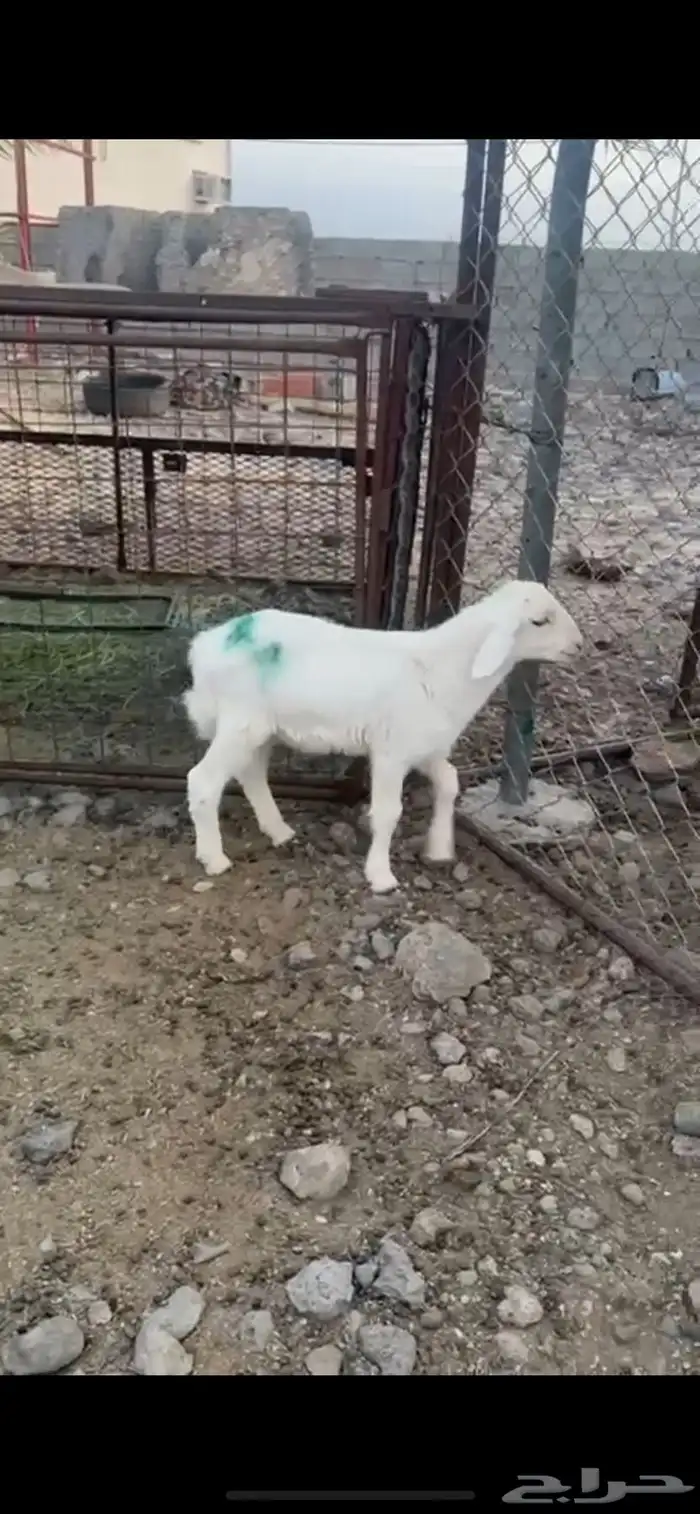 للبيع خروف 0