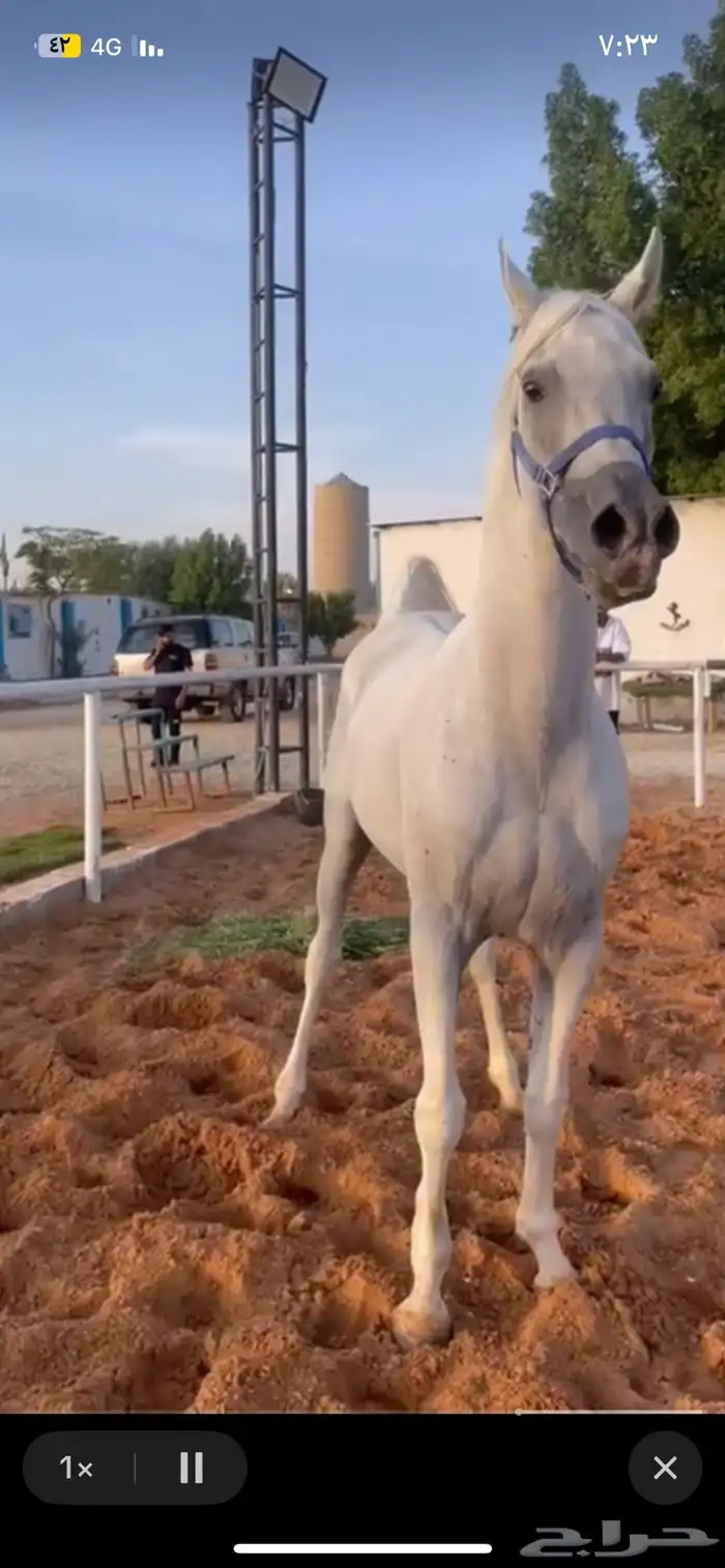 للبيع حصان واهو حفيد انسانا  حليم شاه 0
