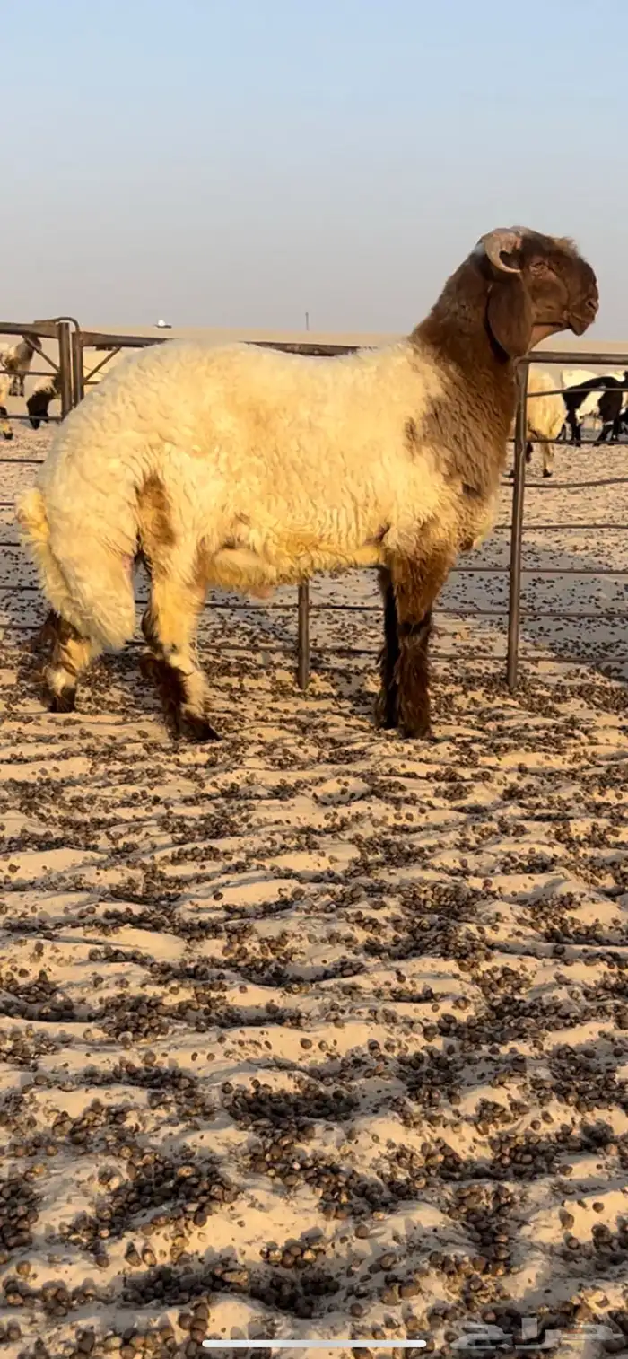 جذع صنف مشروع فحل 1