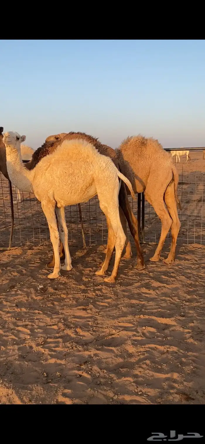 قعدان للبيع 10