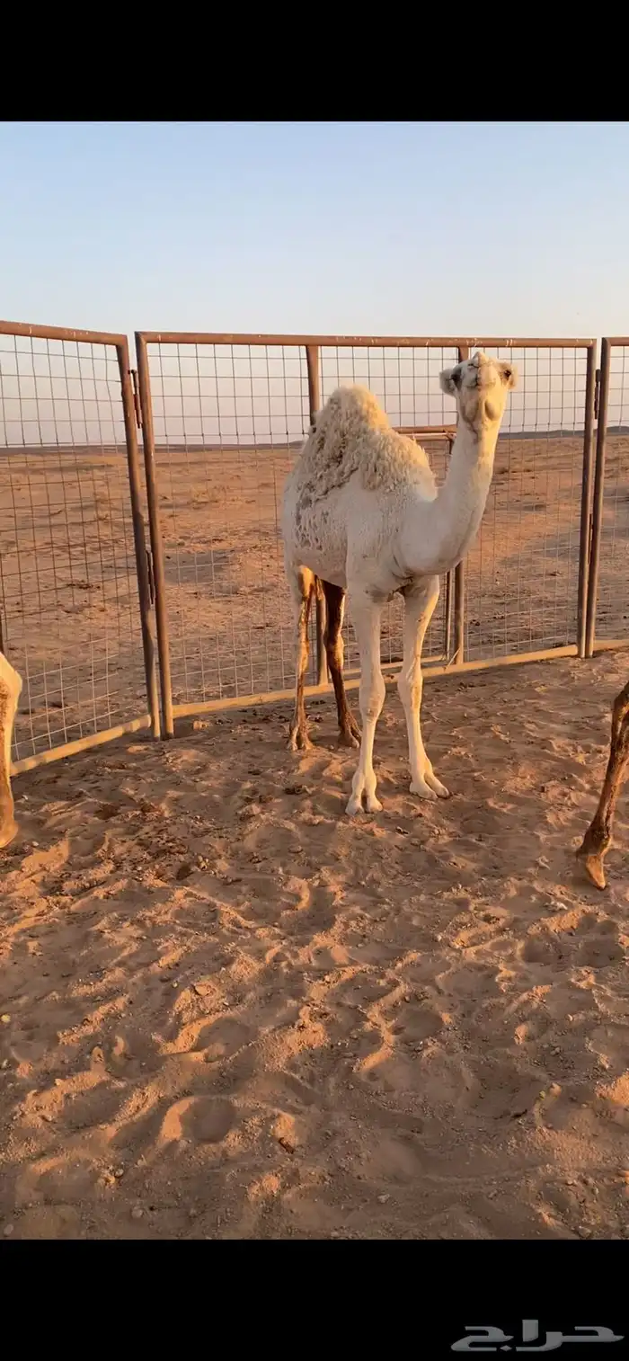 قعدان للبيع 5