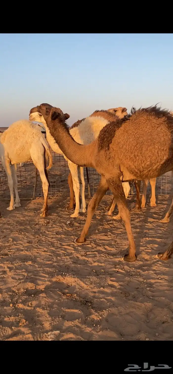 قعدان للبيع 9