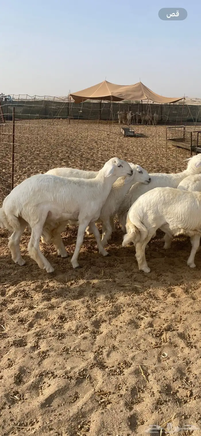 ذبائح طليان حري طائفي ثلاجه ومناسبات 0