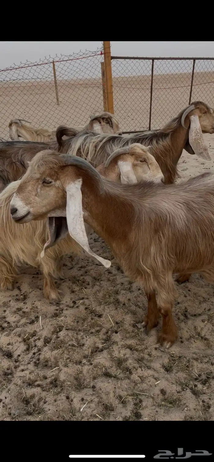 معزا عوارض صفر نوادر لاهل الزين 4