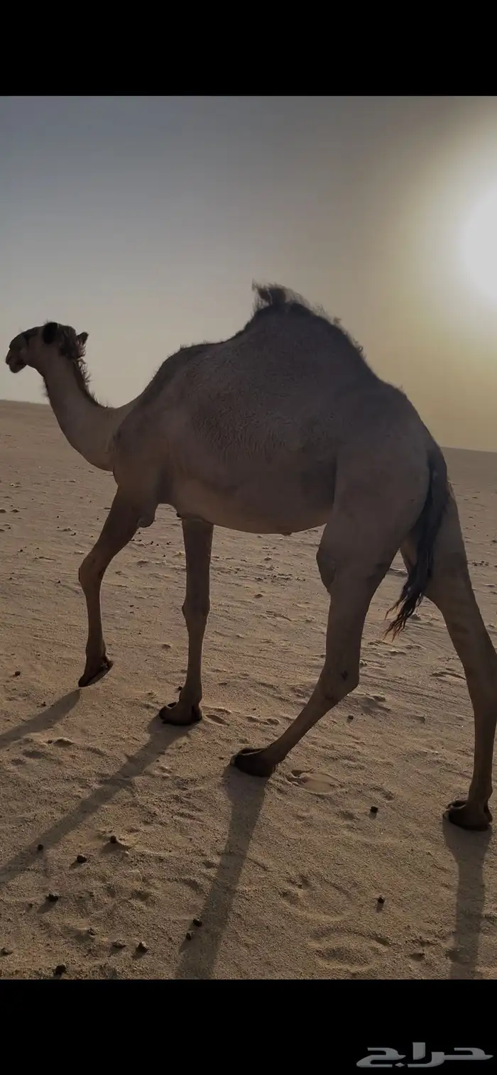 رباع طيبه مقد انتاجة 2