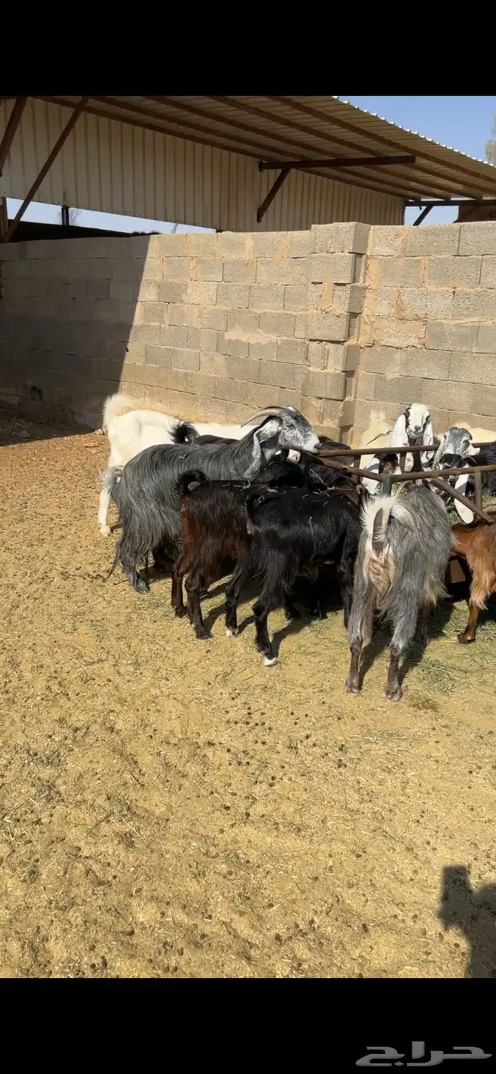معزا اغلبه جذعات وثنيات ورباع مضاريع ودفيع 0