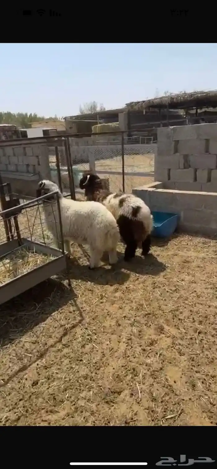 ذبايح 7