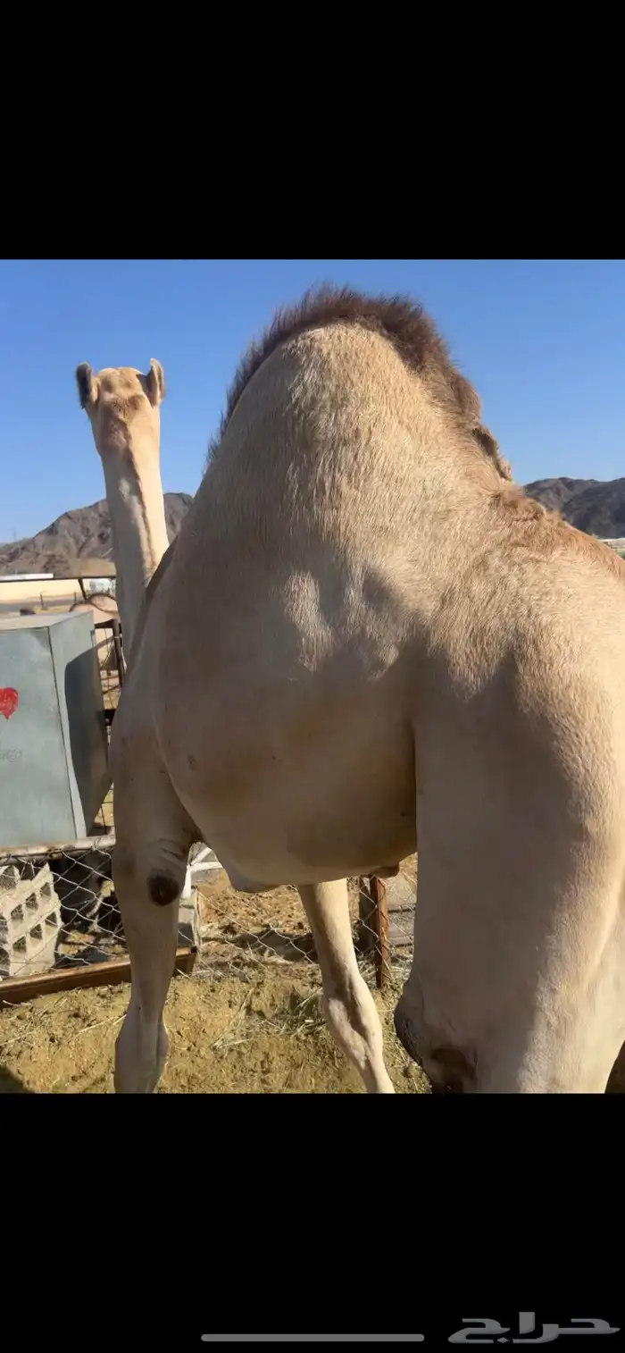 قعود قعدان للبيع 1