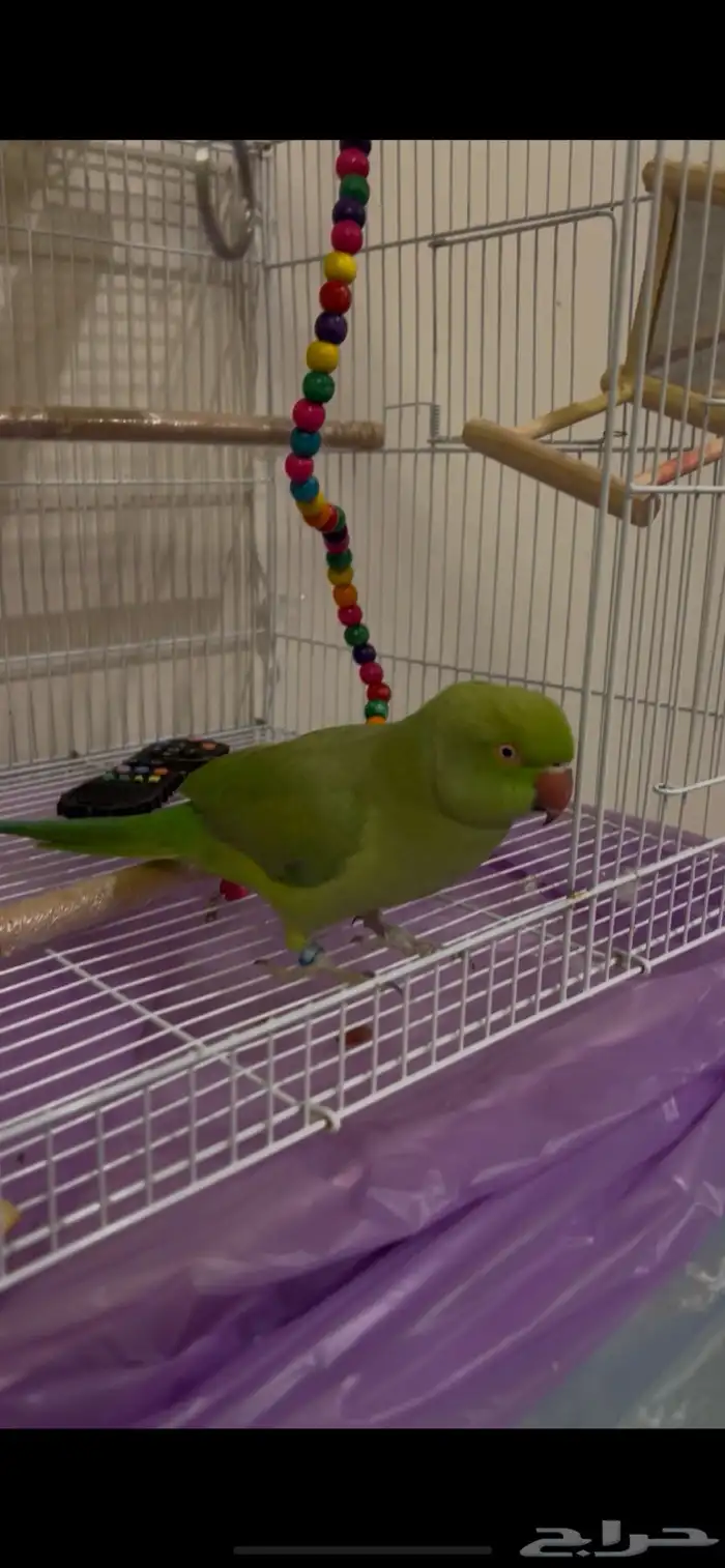 ببغاء دره 5