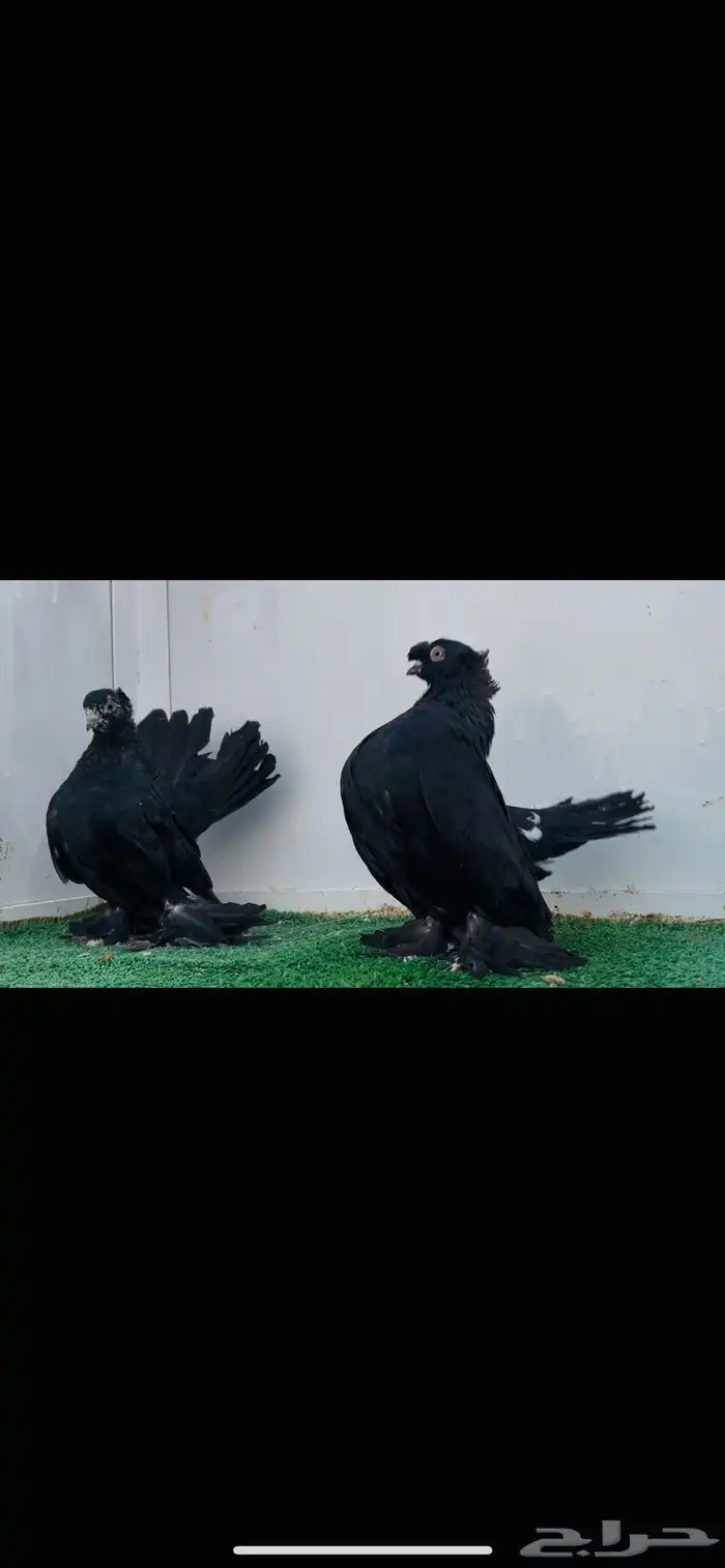 زوج الفحل الاسكا والنثيه كرنقو 3