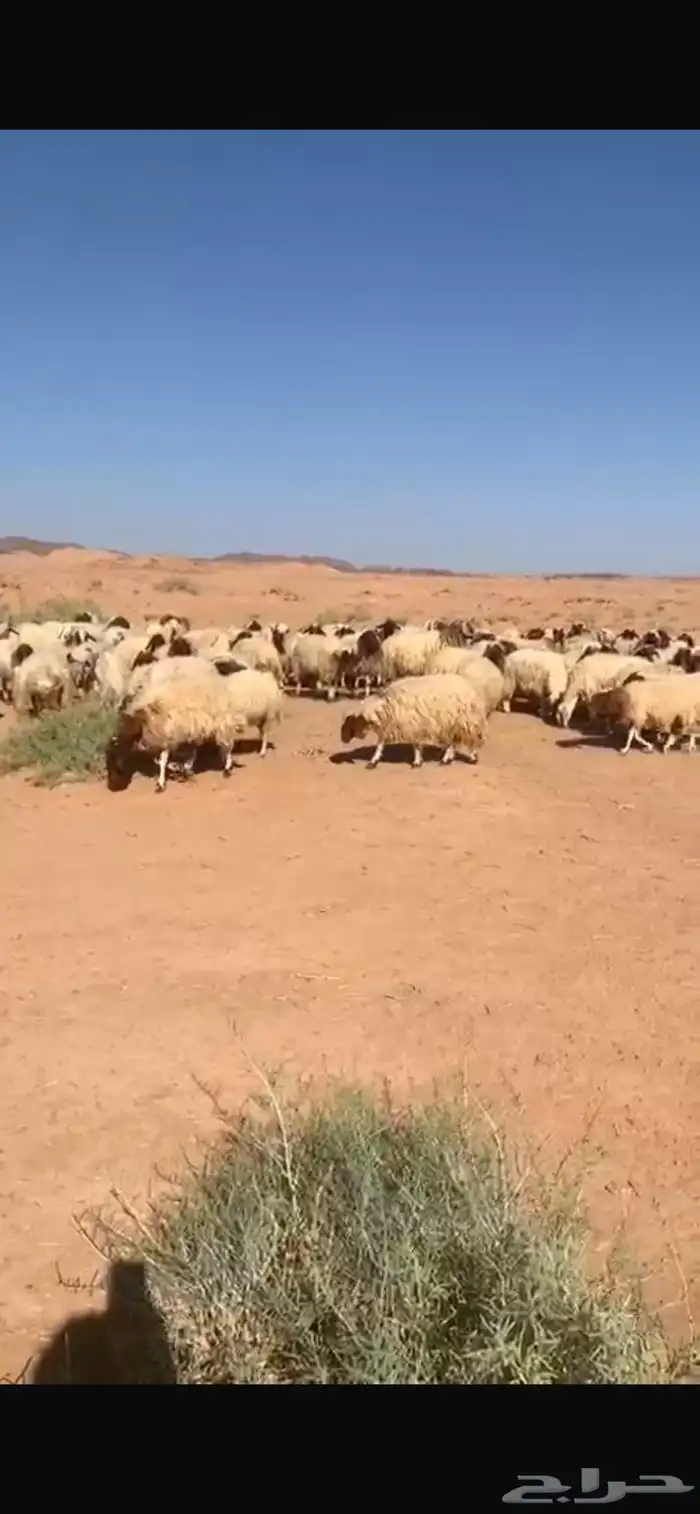 غنم نعيم طيبه اشباب مضاريع 0