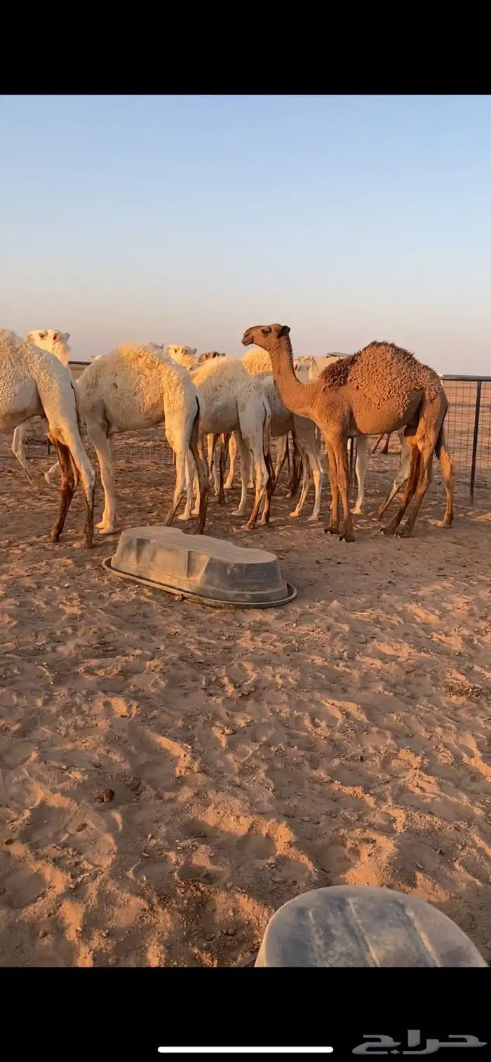قعدان للبيع 2
