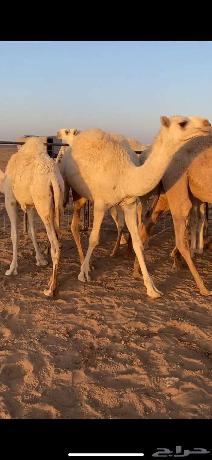 قعدان للبيع 12