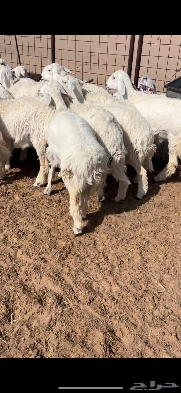 رخال صنف 4