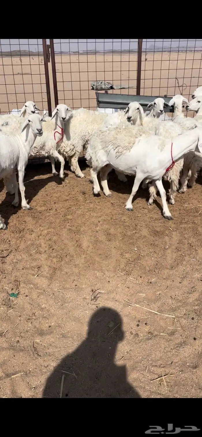رخال صنف 3