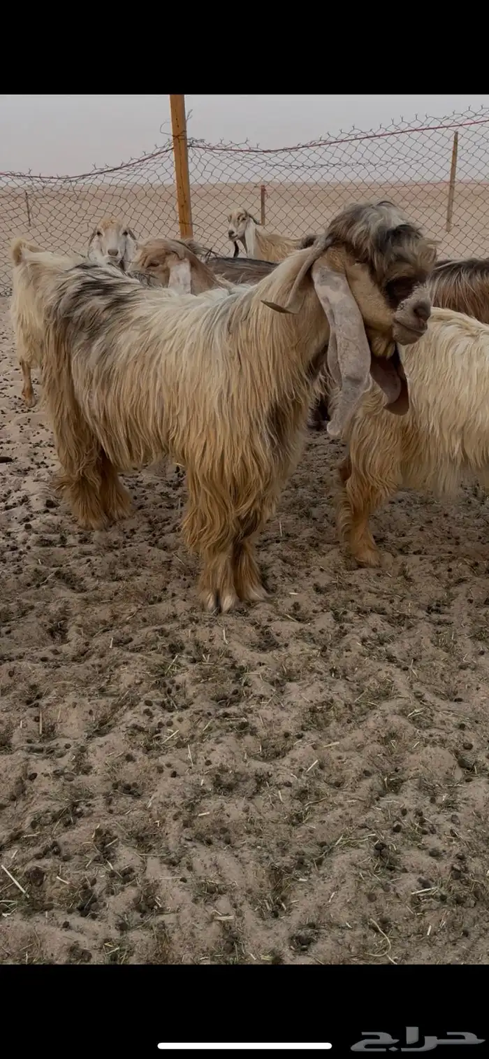 معزا عوارض صفر نوادر لاهل الزين 2