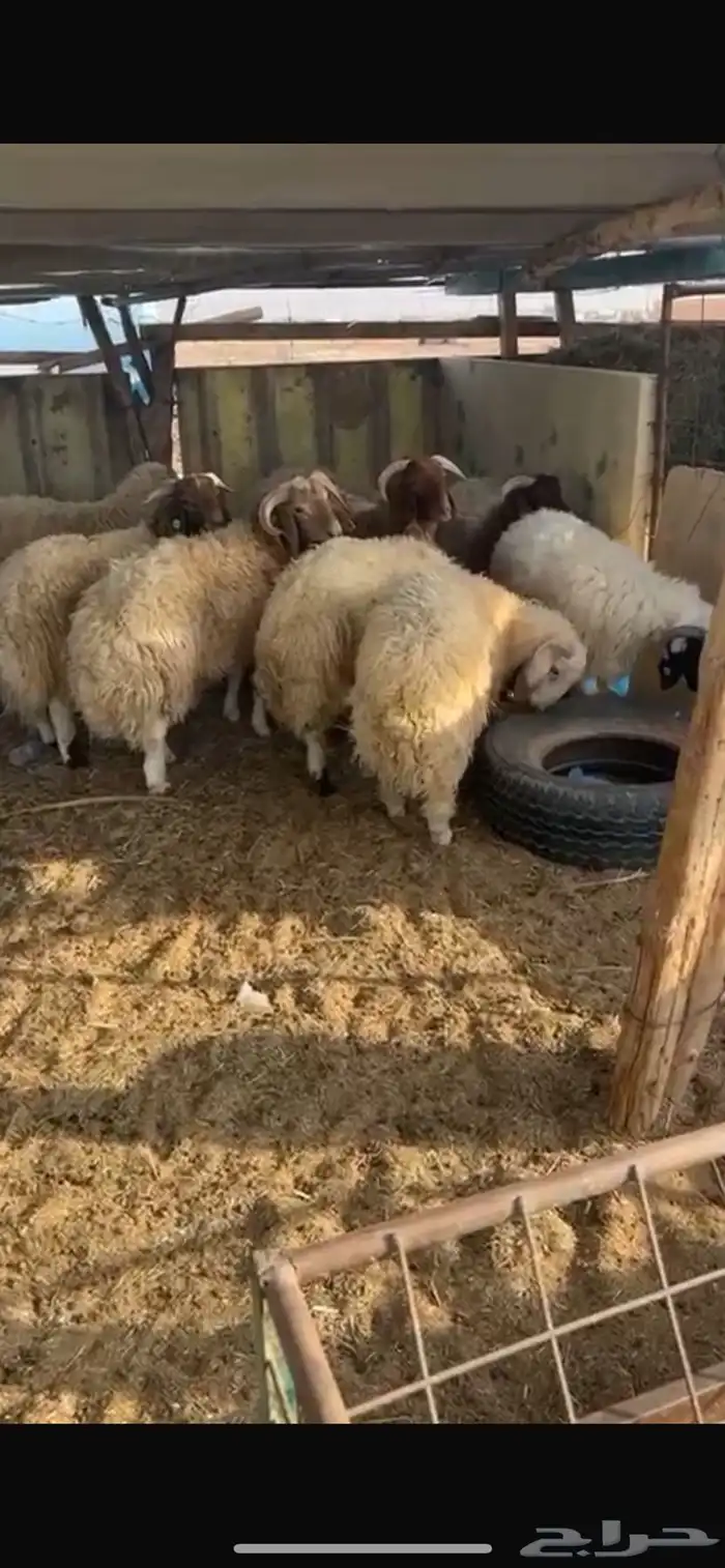 بهم نعيم 0