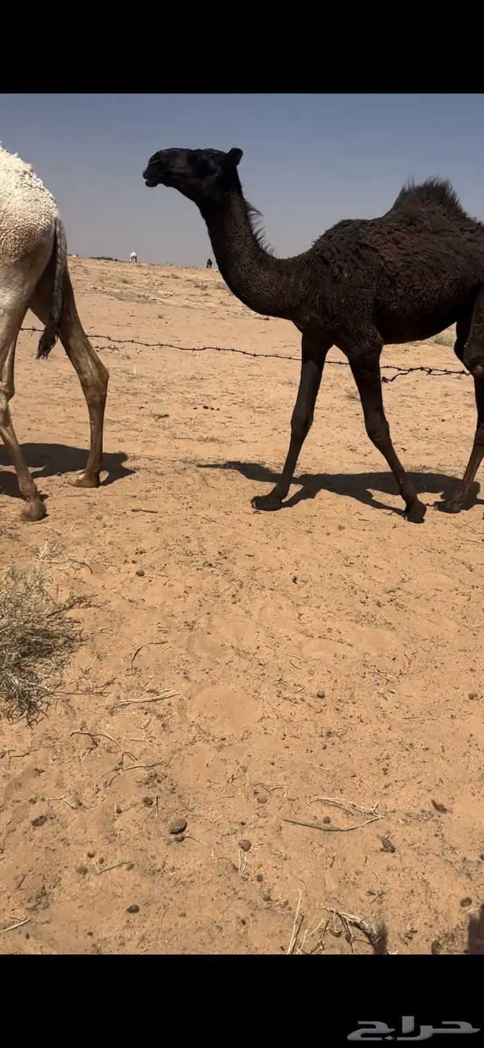 للبيع بكره مجهم طيبه 3