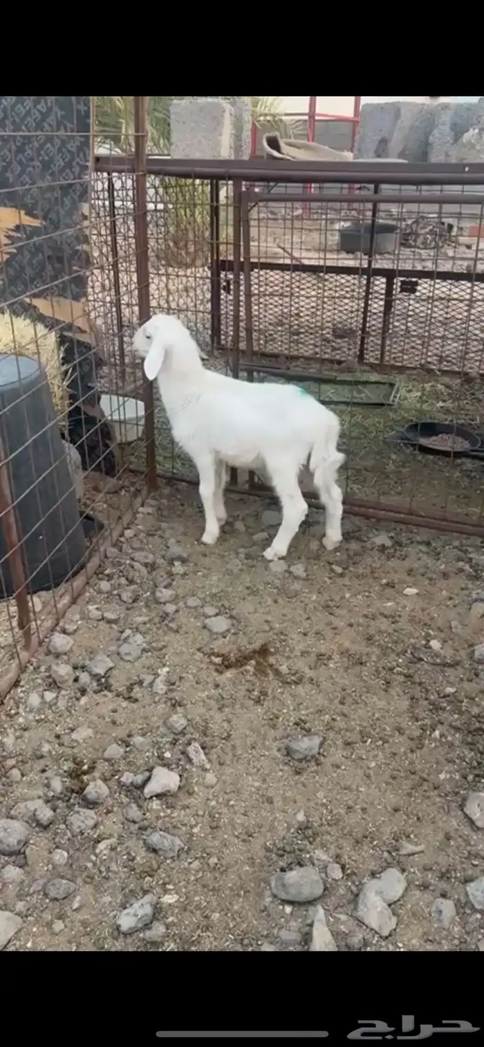 للبيع خروف 2