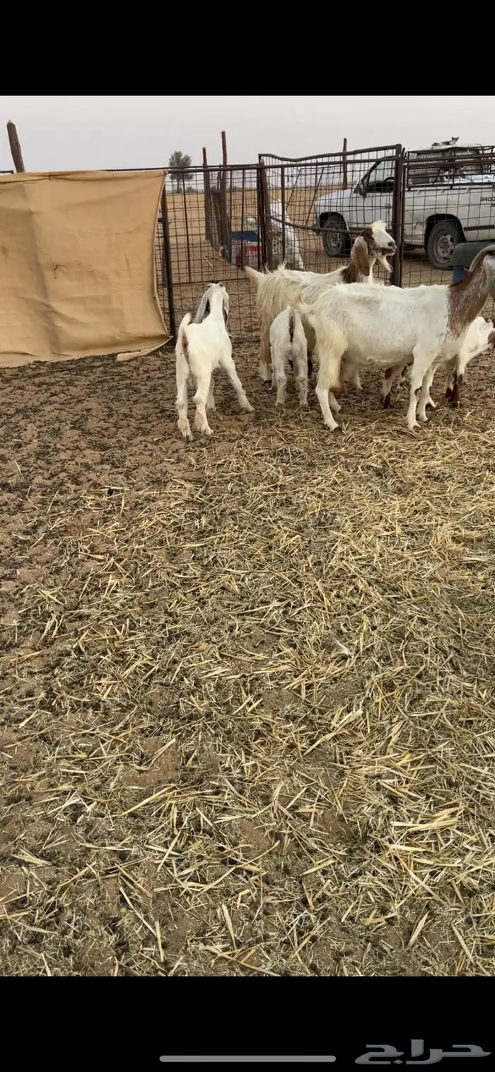 ماعز 1
