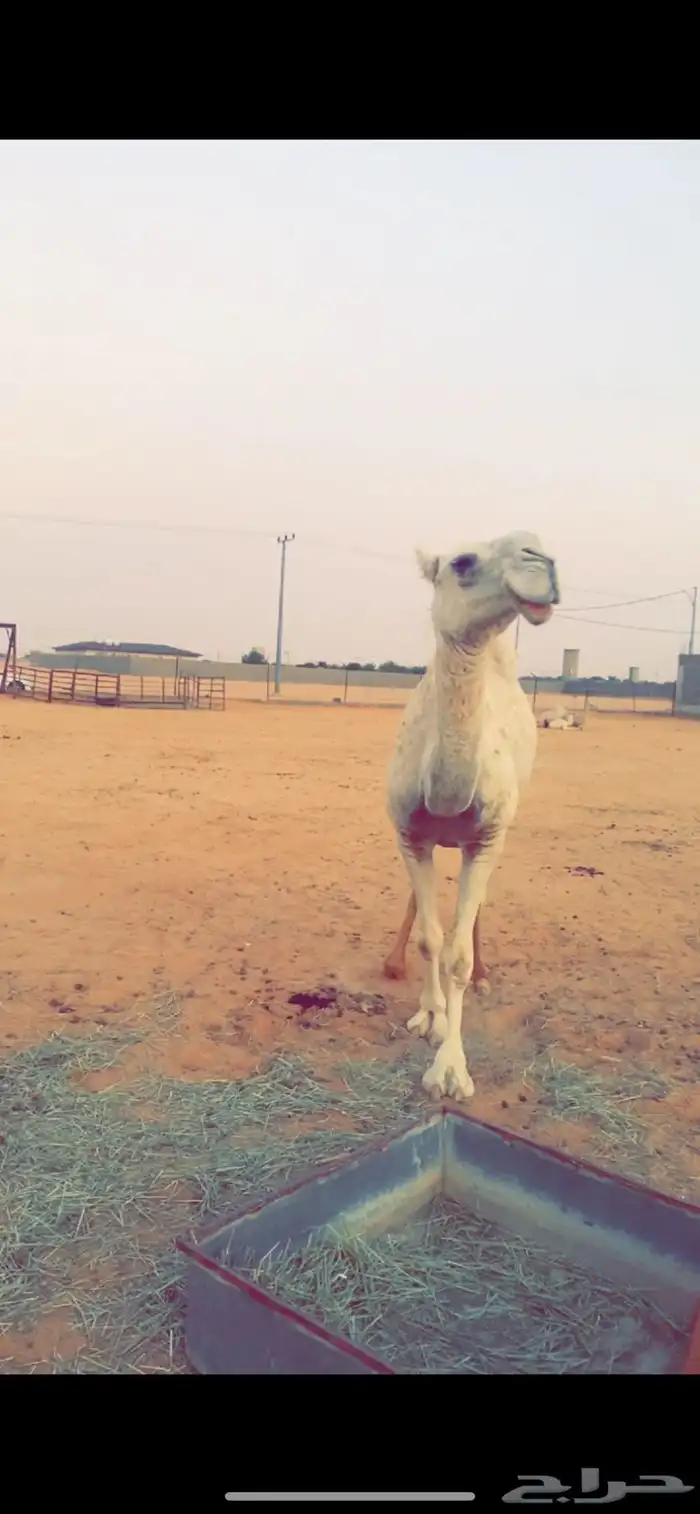 عشراء حكومية وضحى ضروبه 0