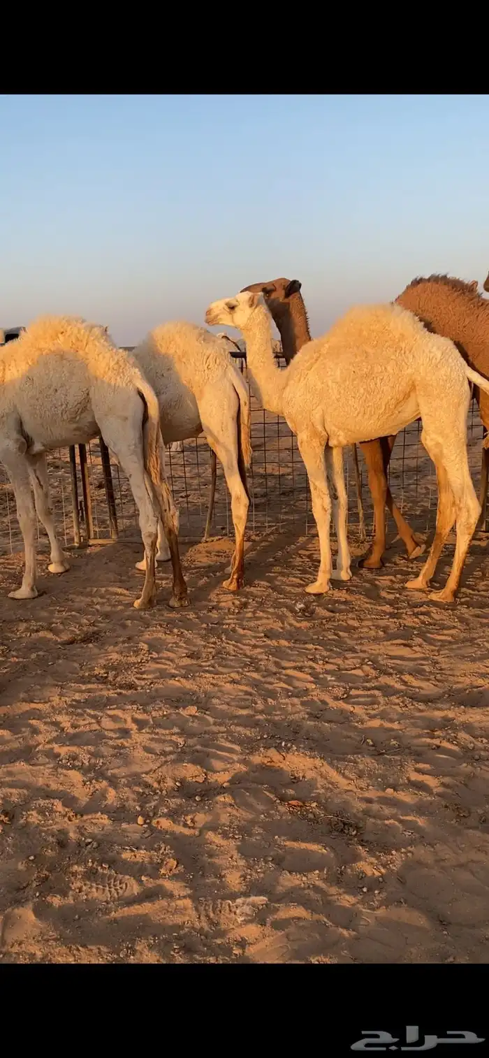 قعدان للبيع 11