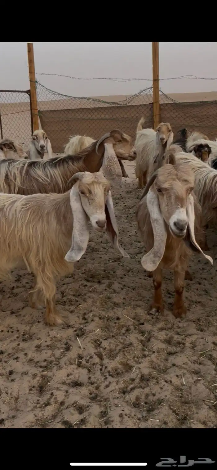 معزا عوارض صفر نوادر لاهل الزين 3