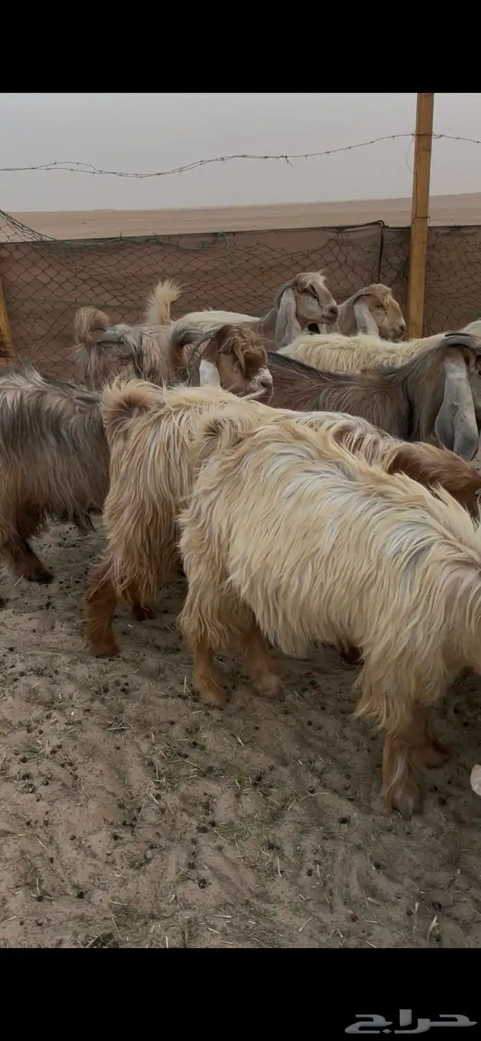 معزا عوارض صفر نوادر لاهل الزين 1