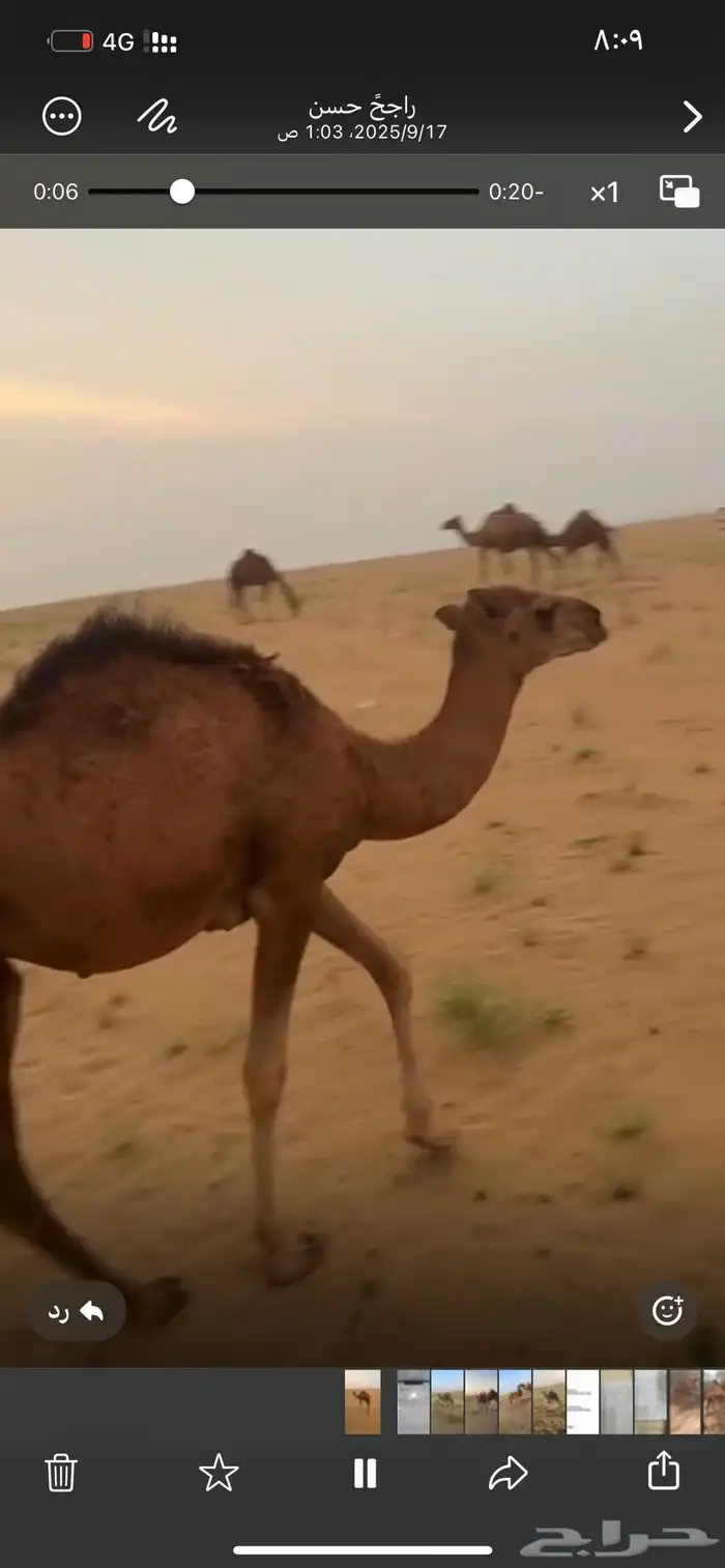 قعود عمره سنة 0