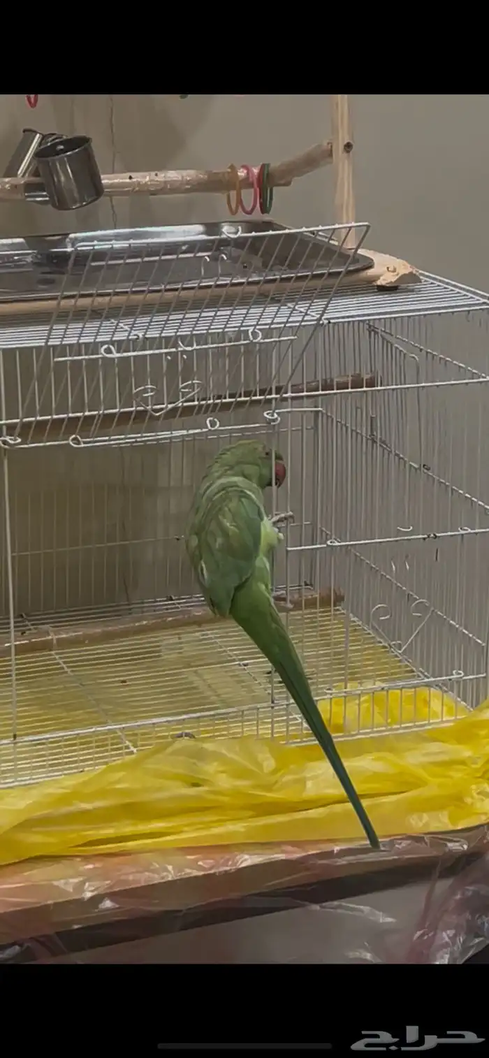 ببغاء دره 0
