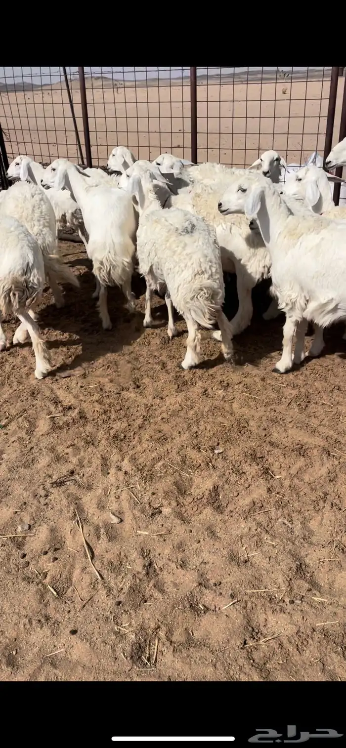رخال صنف 2