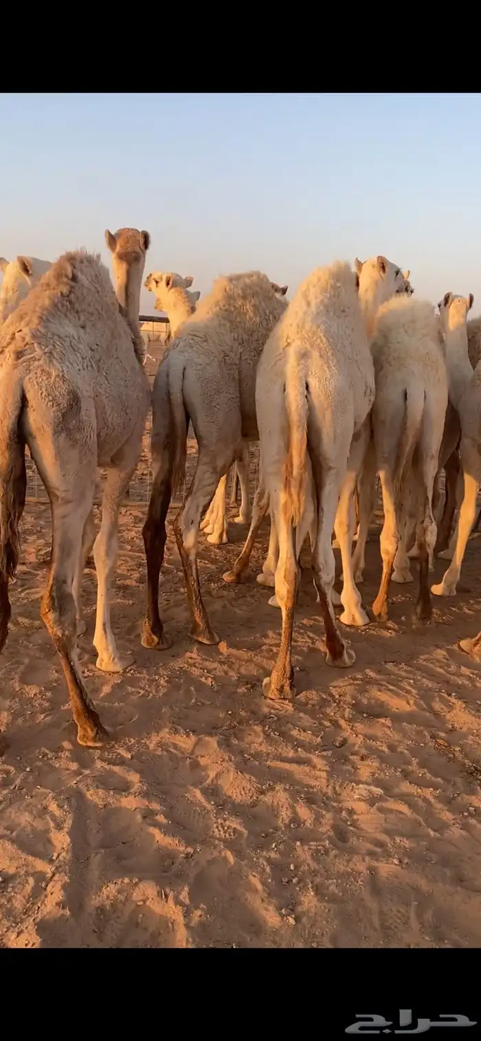 قعدان للبيع 0