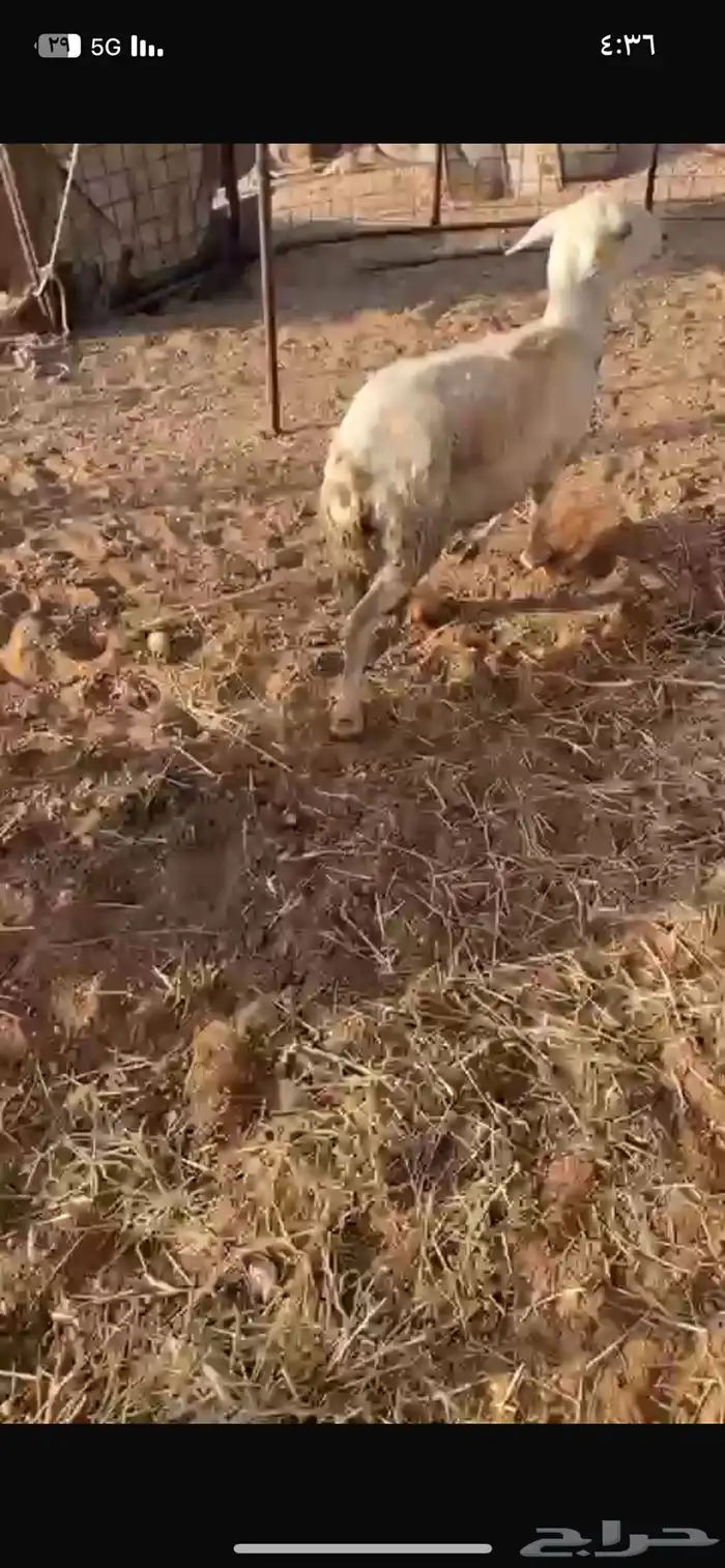 عنم حريه وحده من العيون فيها جهر 0