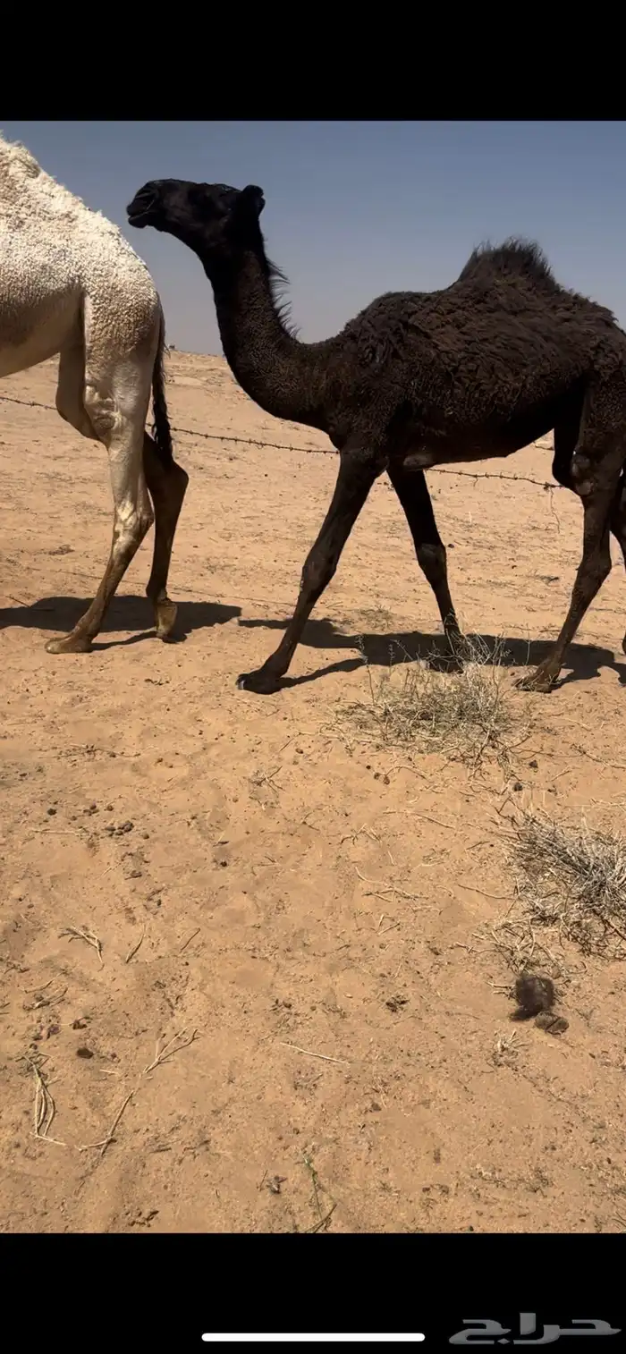 للبيع بكره مجهم طيبه 2