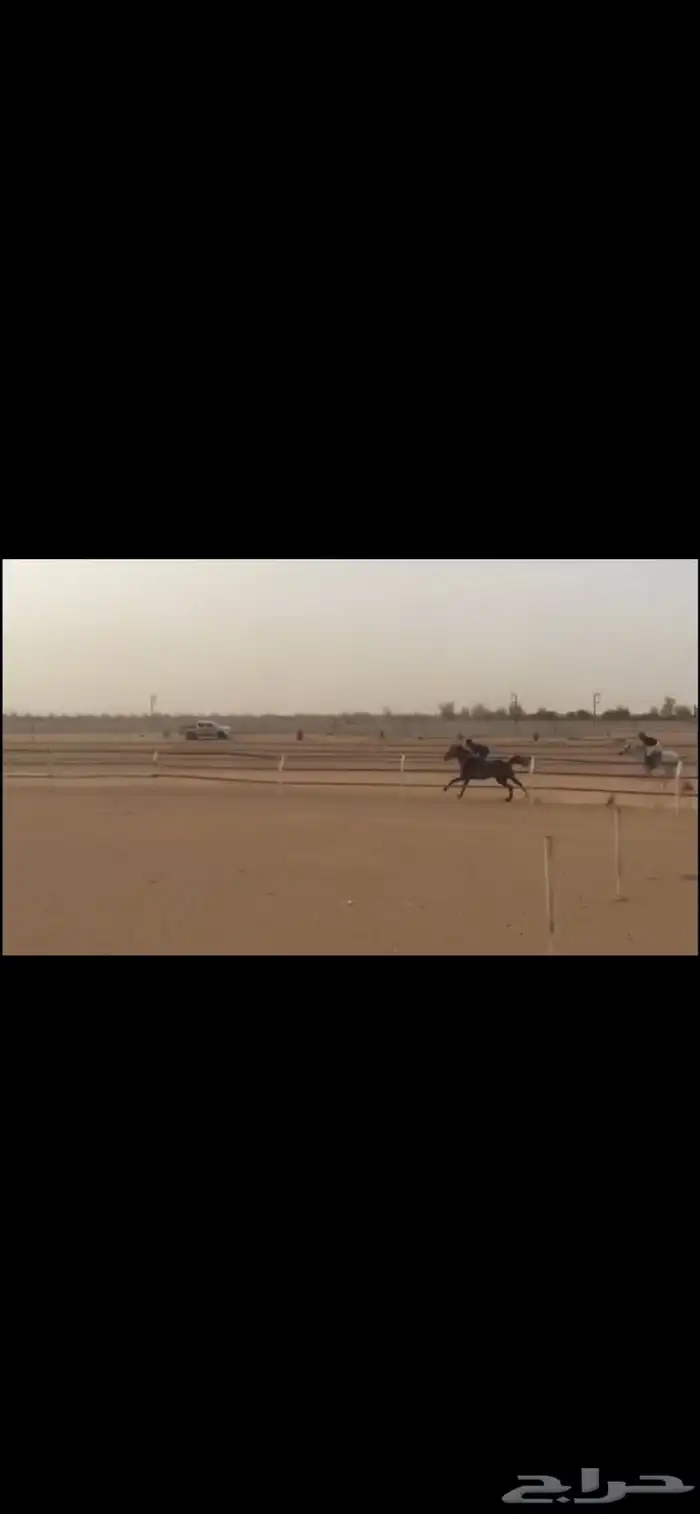 حصان سبوق و محقق ثلاث مرات الاولو الحصان حار و يصلح طرب 4