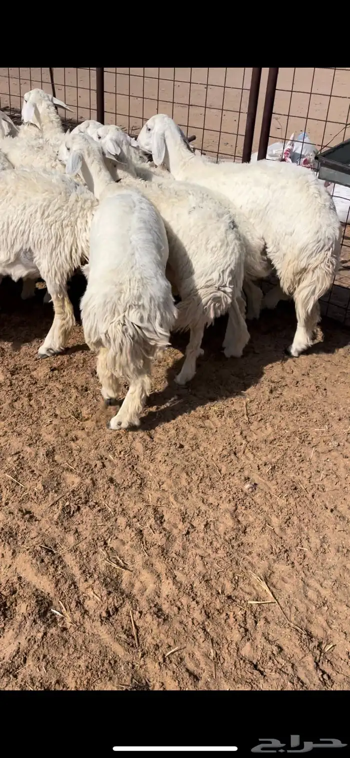 رخال صنف 1