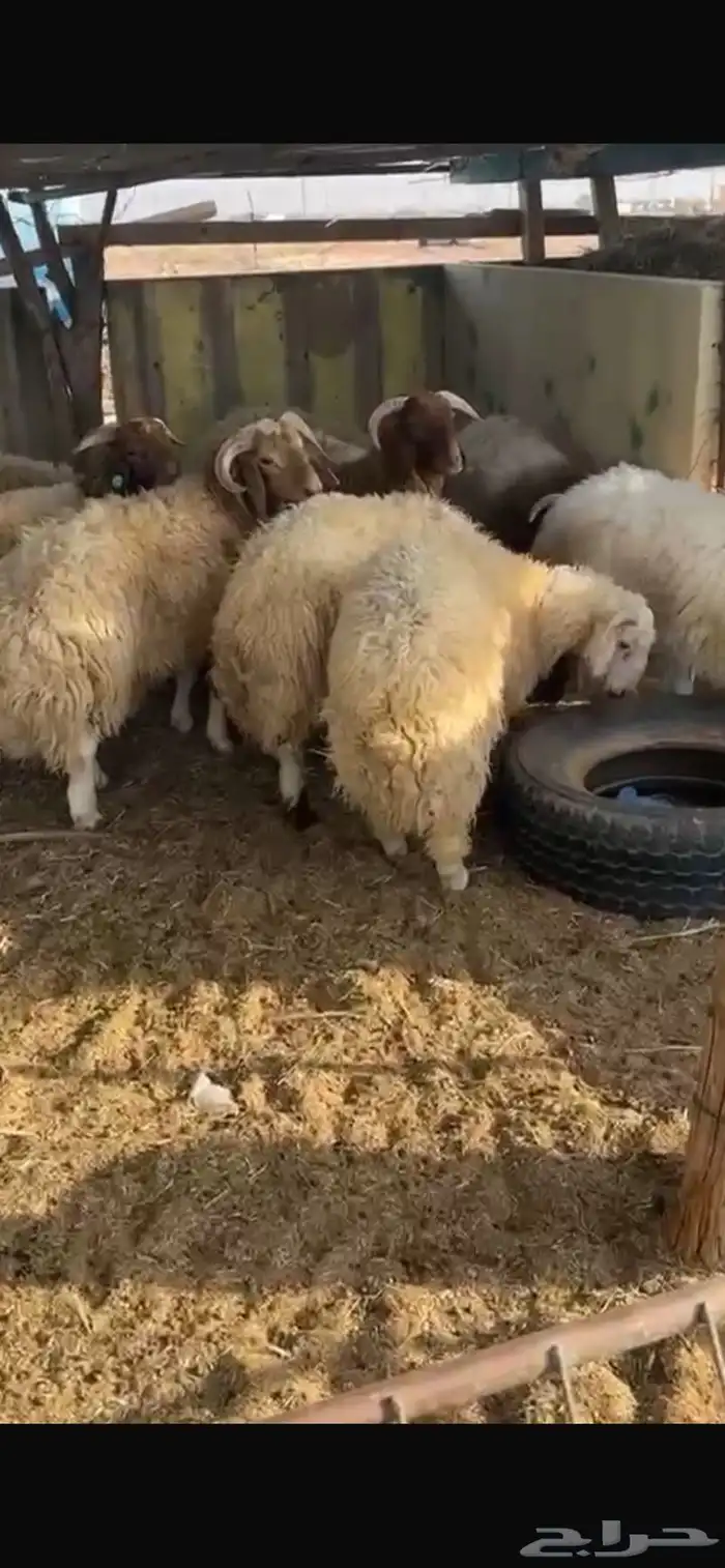 بهم نعيم 2